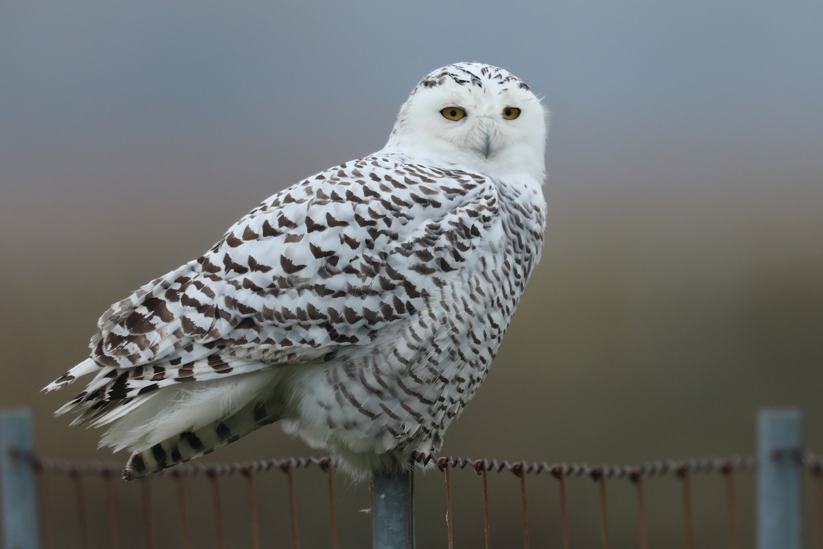 Snowy Owl - ML121143581