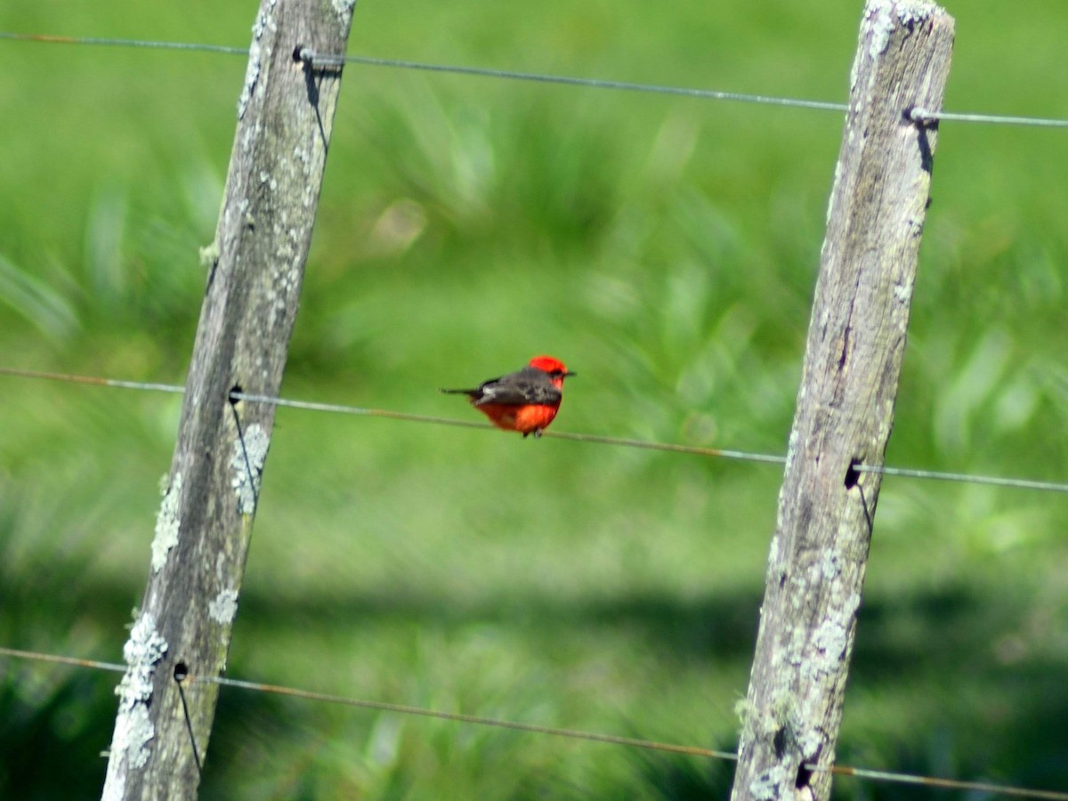 Vermilion Flycatcher - ML121144321