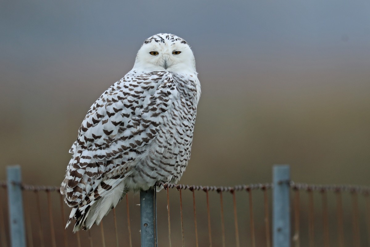 Snowy Owl - ML121146081