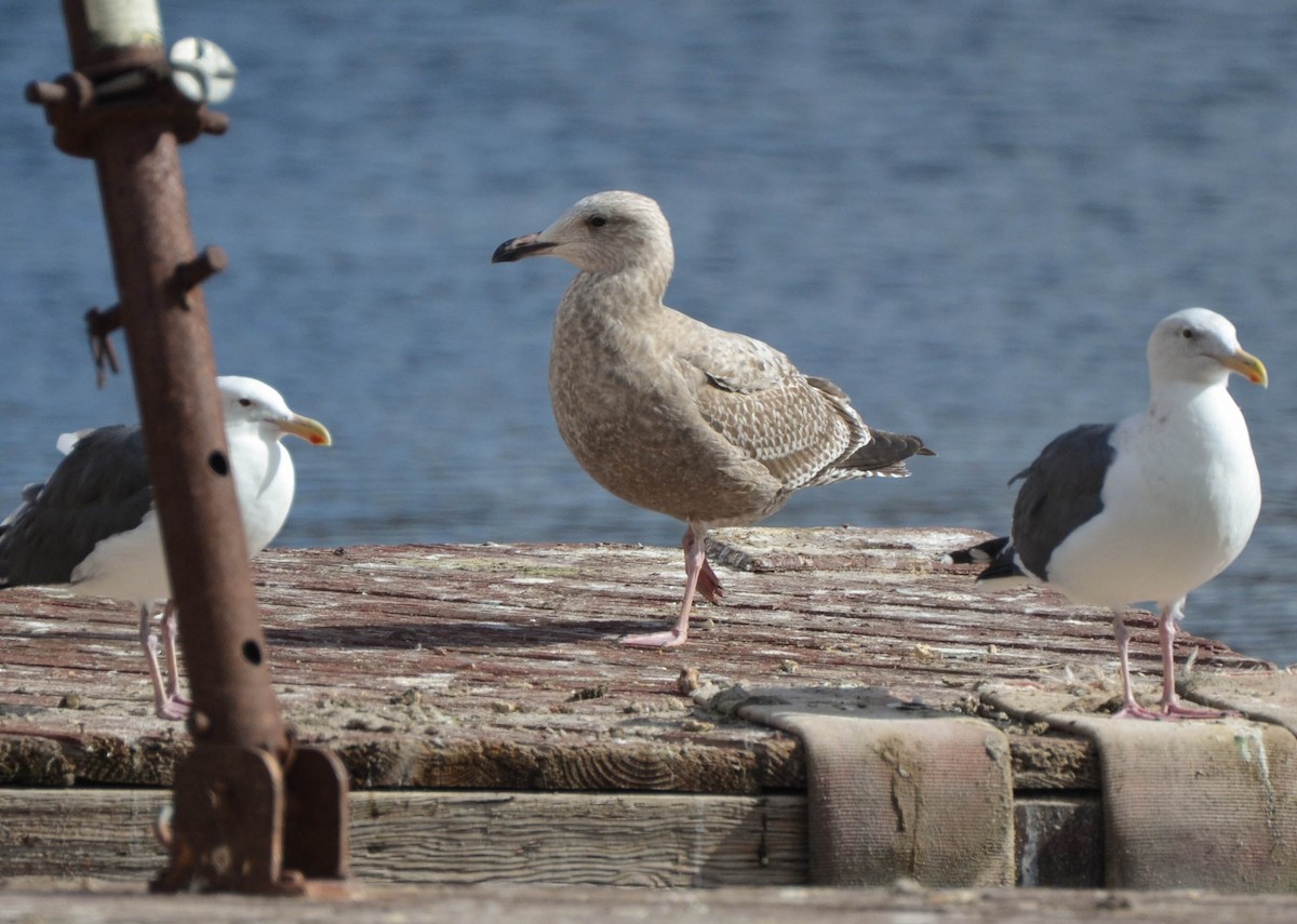 Gaviota Argéntea (americana) - ML121146481