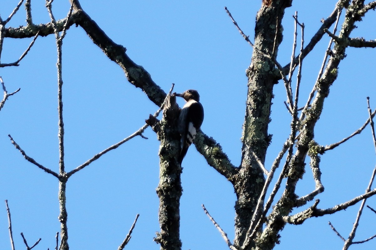 Red-headed Woodpecker - ML121146561