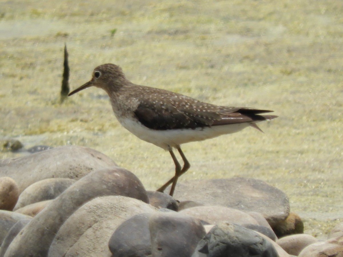 Solitary Sandpiper - ML121146801