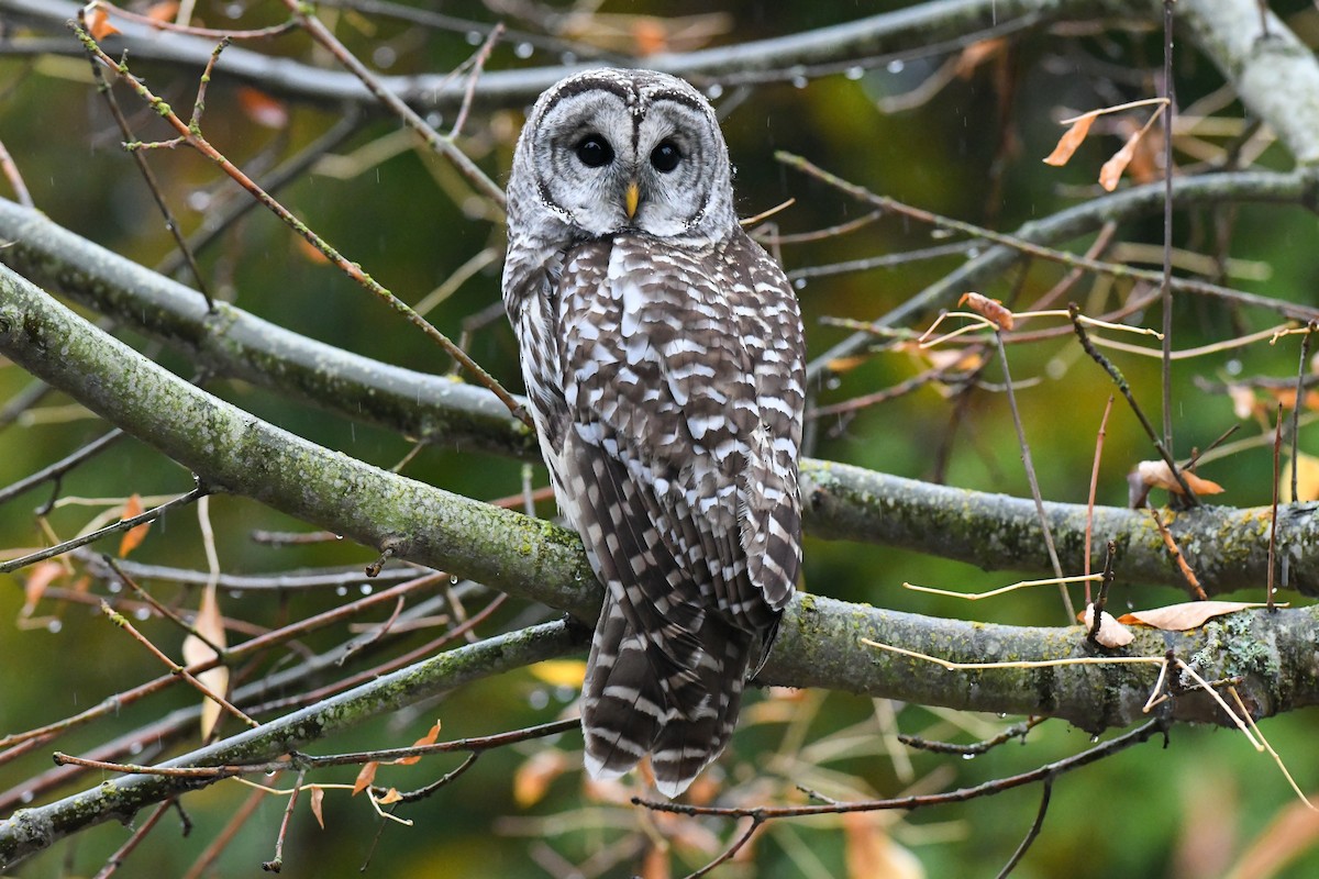 Barred Owl - ML121146861