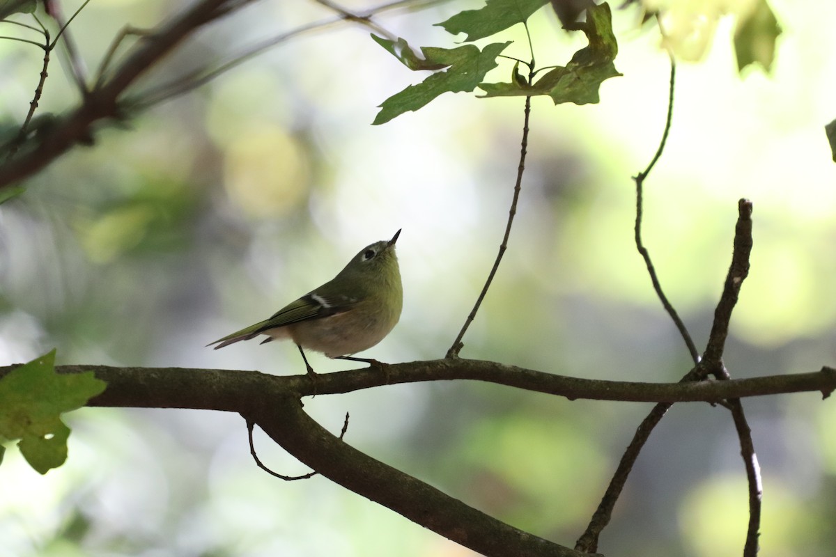 Ruby-crowned Kinglet - ML121146881