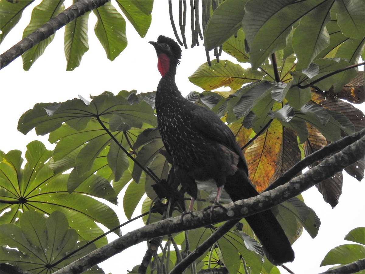 Crested Guan - ML121148191