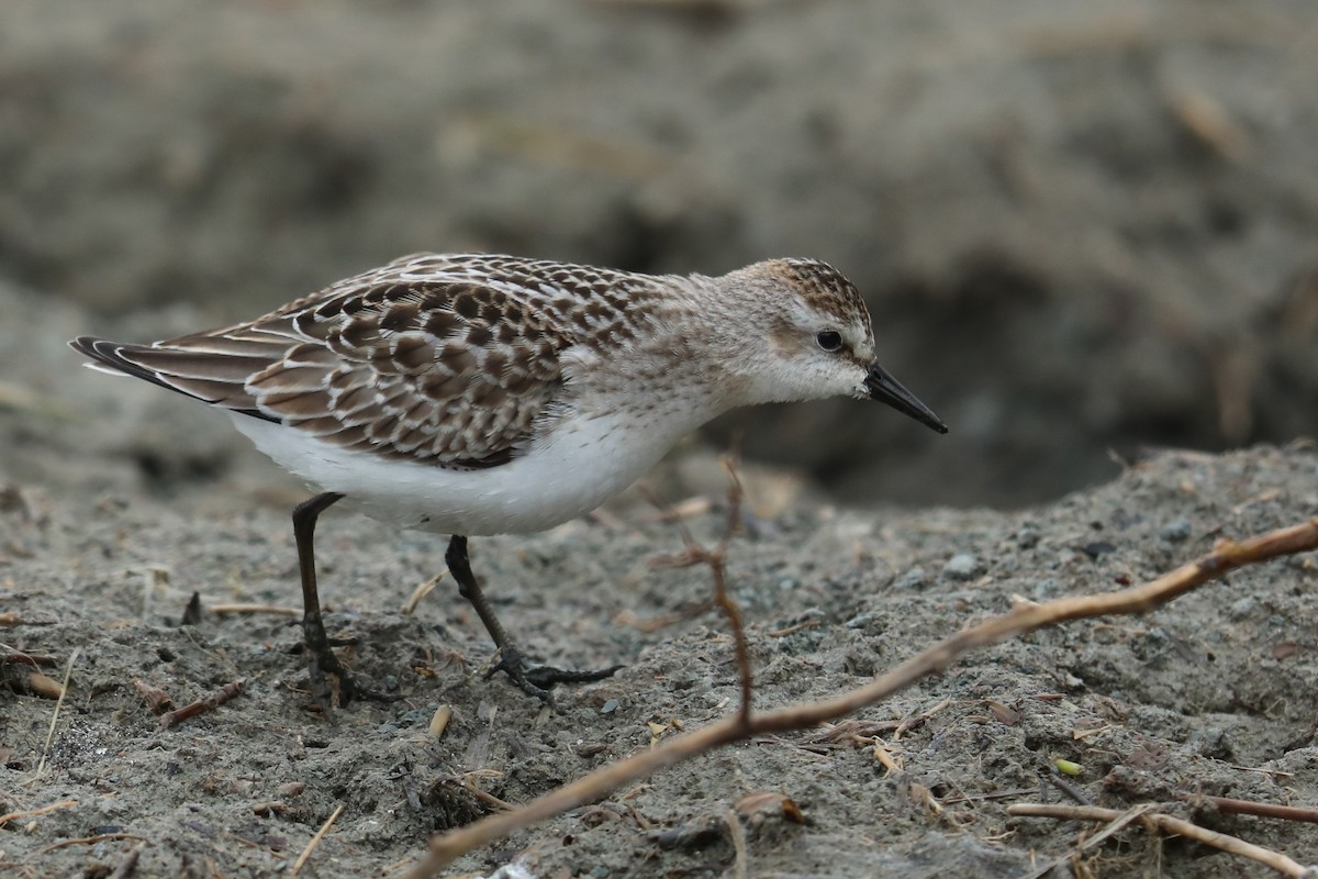 Semipalmated Sandpiper - ML121148221