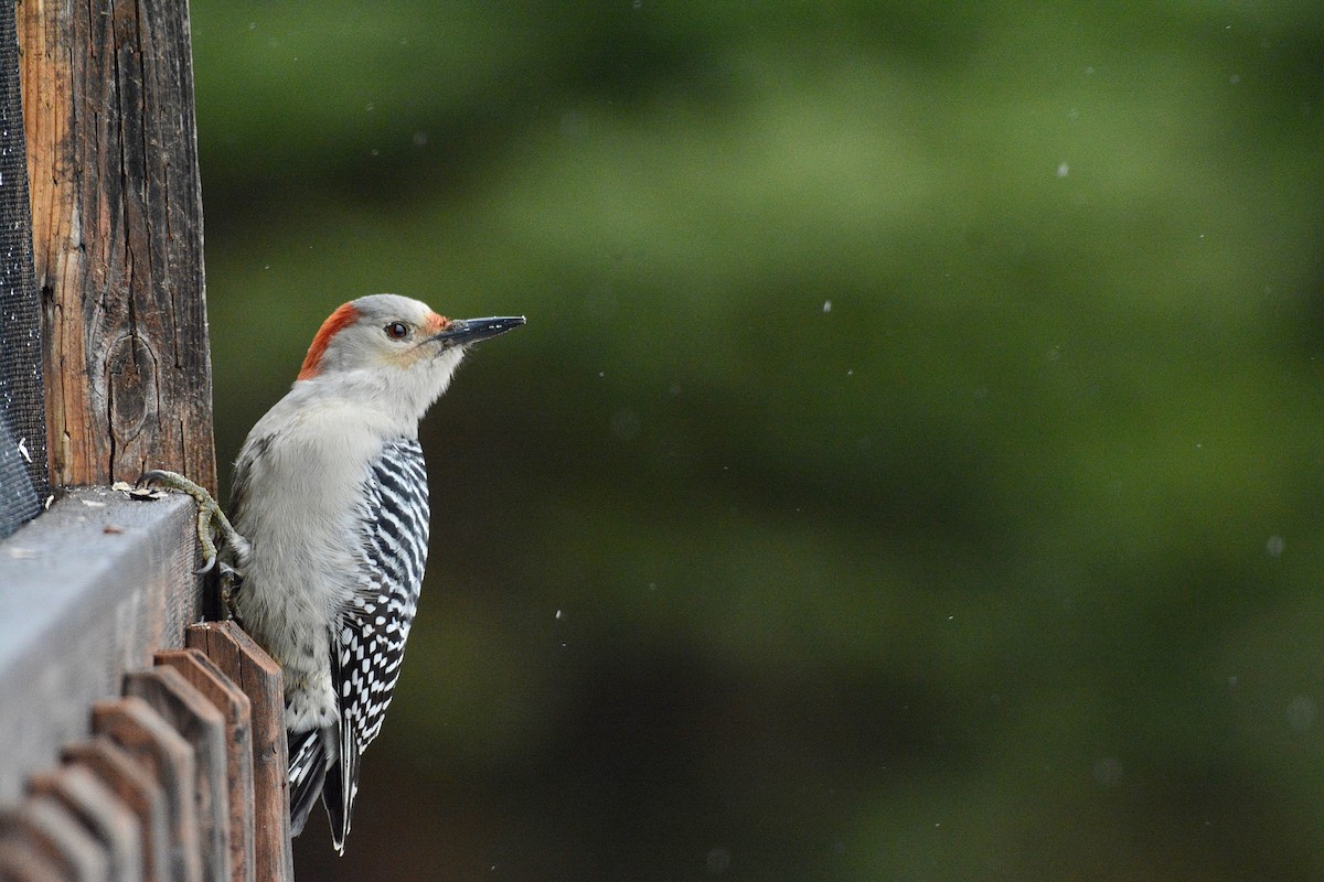 Red-bellied Woodpecker - ML121148571