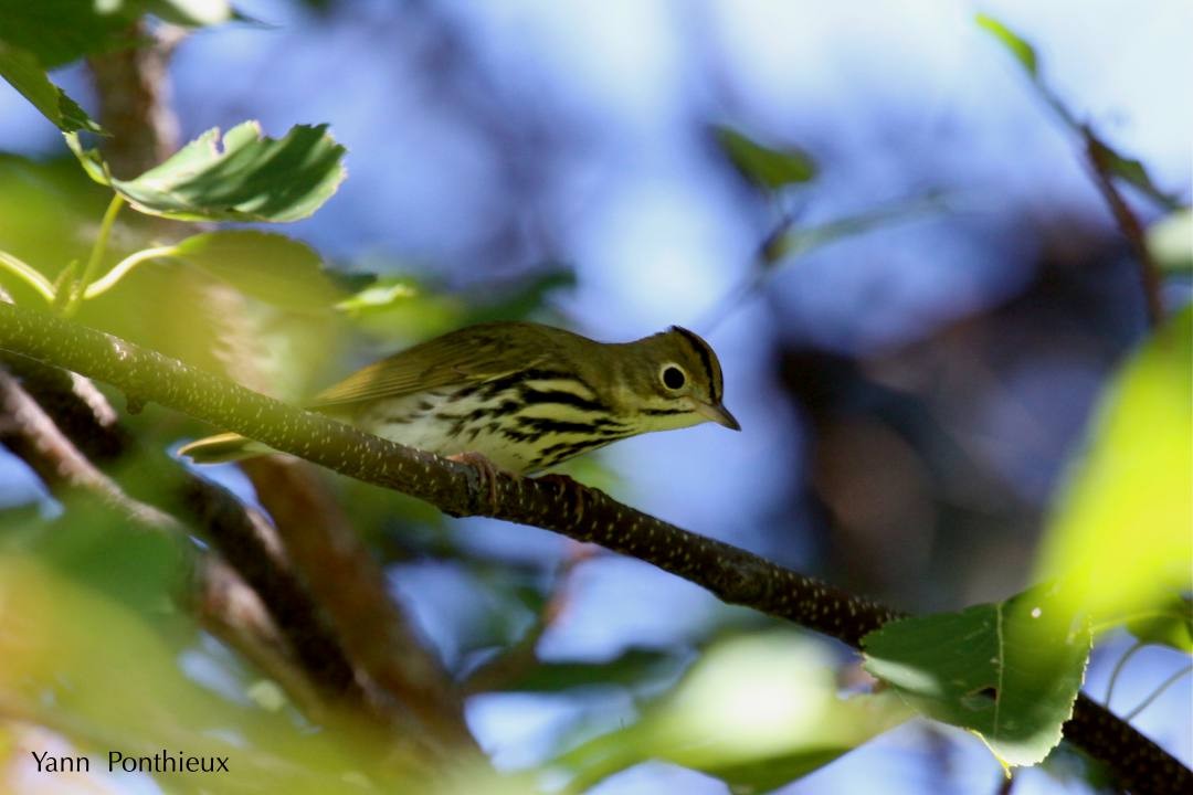 Ovenbird - ML121148831