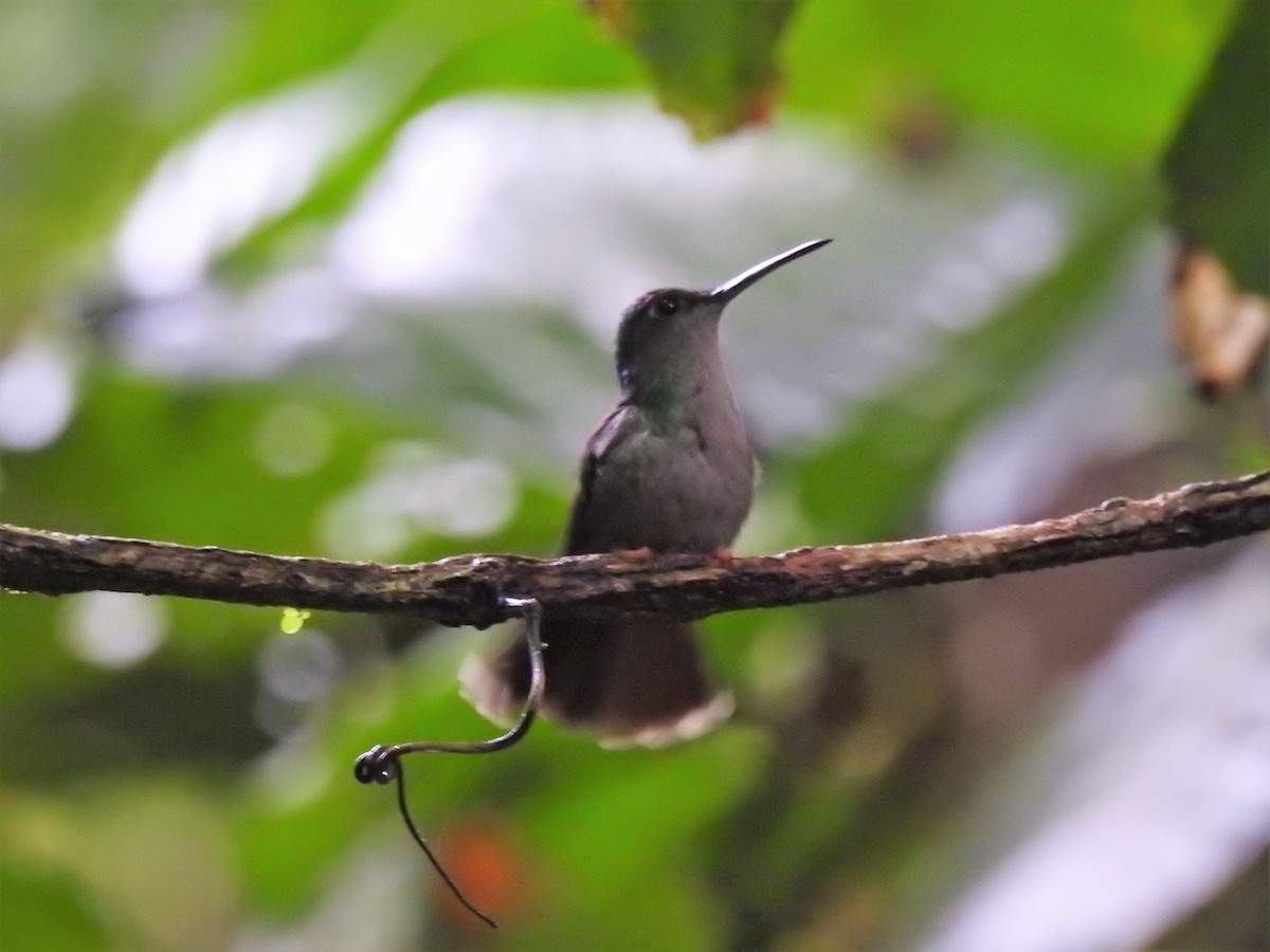 Colibrí Patirrojo - ML121149021