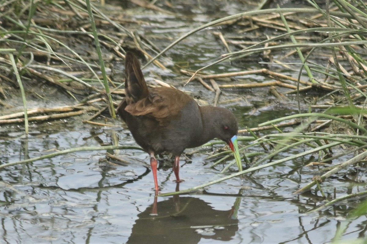 Plumbeous Rail - Paul Budde