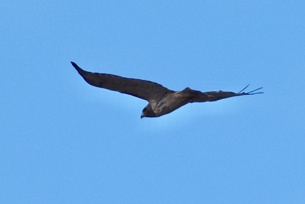 Red-tailed Hawk - ML121149781
