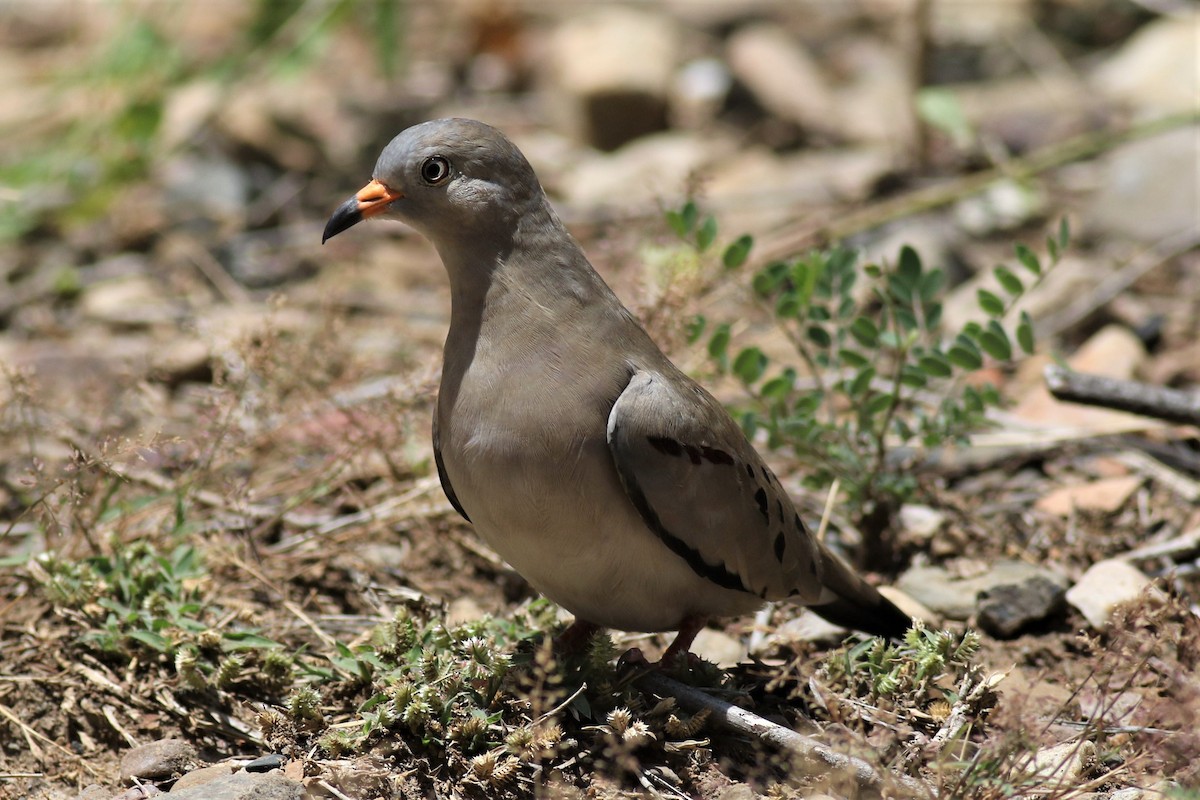 Croaking Ground Dove - ML121150611