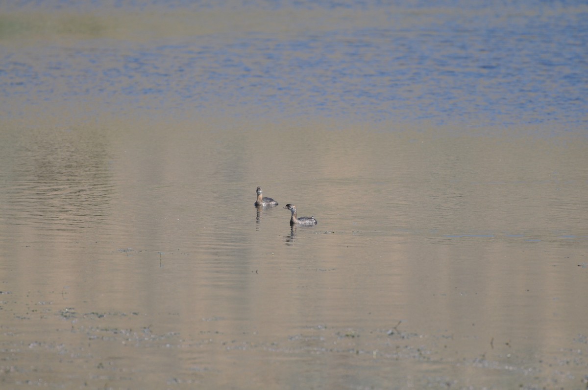 Pied-billed Grebe - Kent Kleman