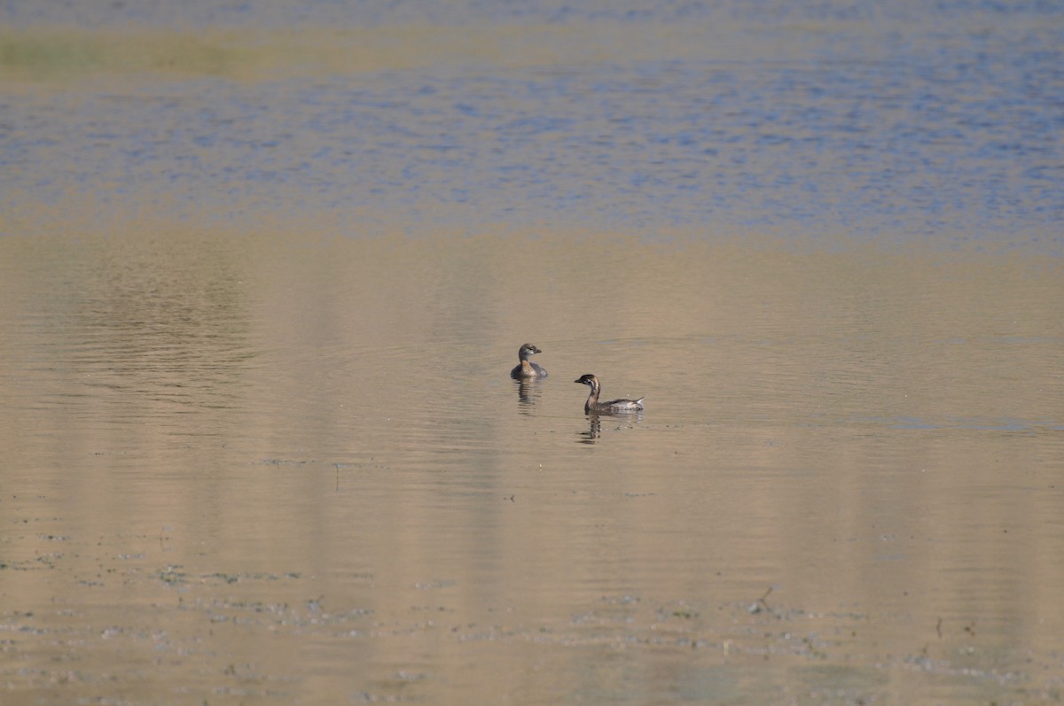 Pied-billed Grebe - Kent Kleman