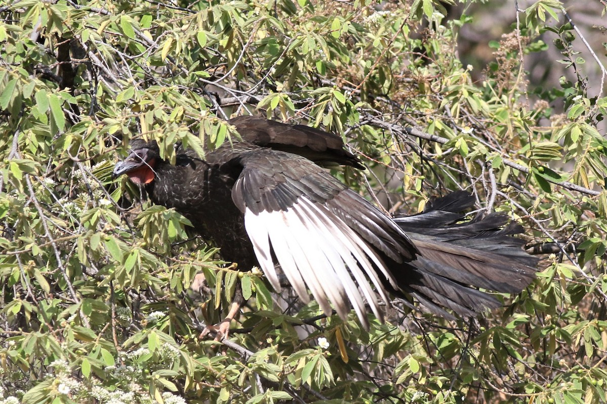 White-winged Guan - Paul Budde