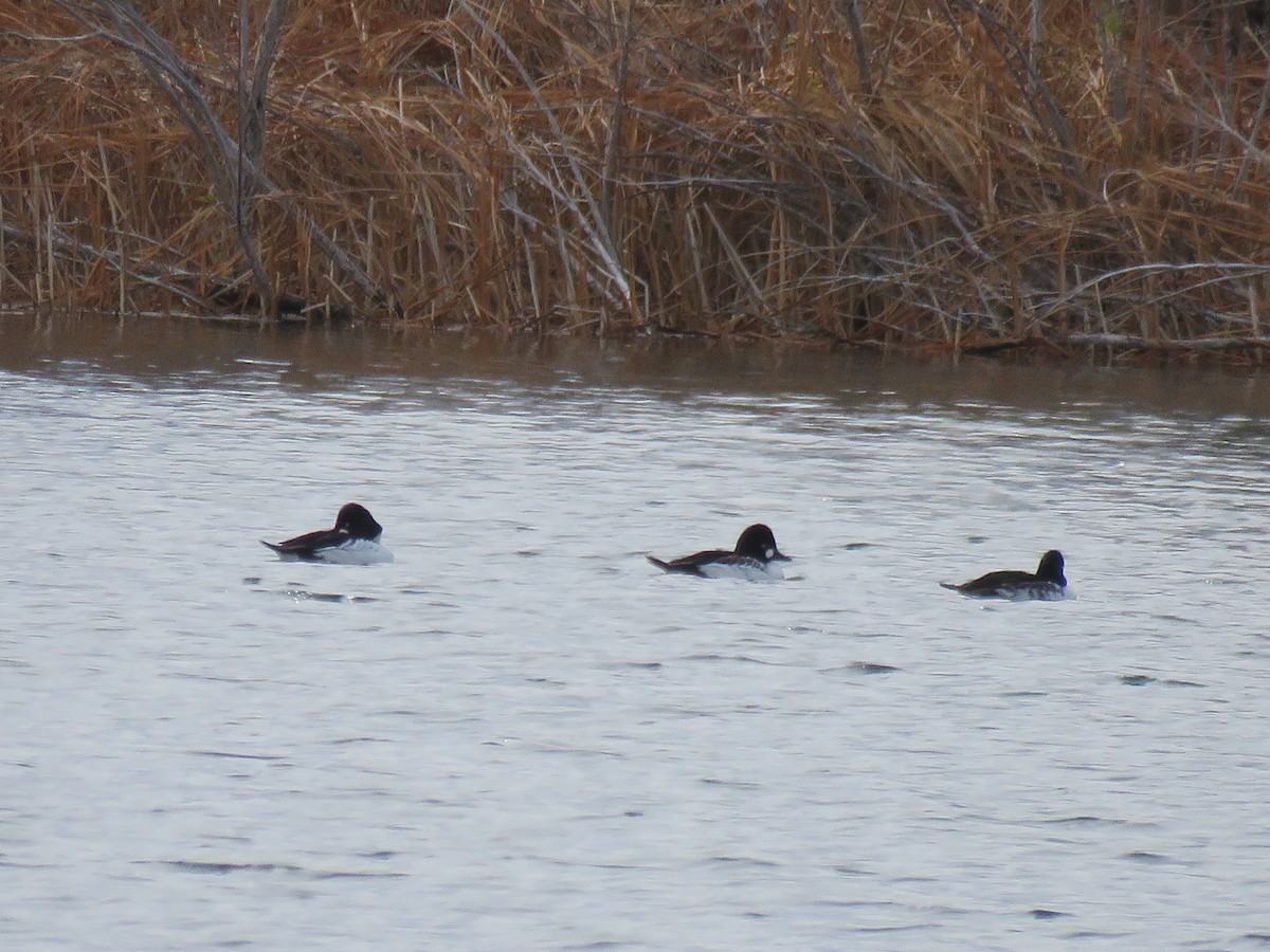 Common Goldeneye - ML121151481