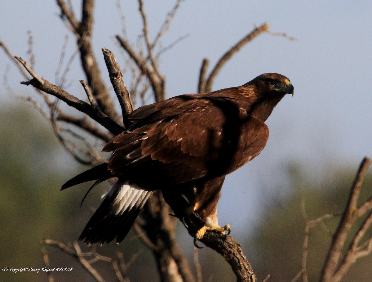 Golden Eagle - ML121152601