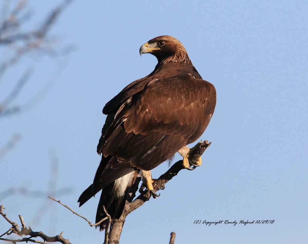 Golden Eagle - ML121152661