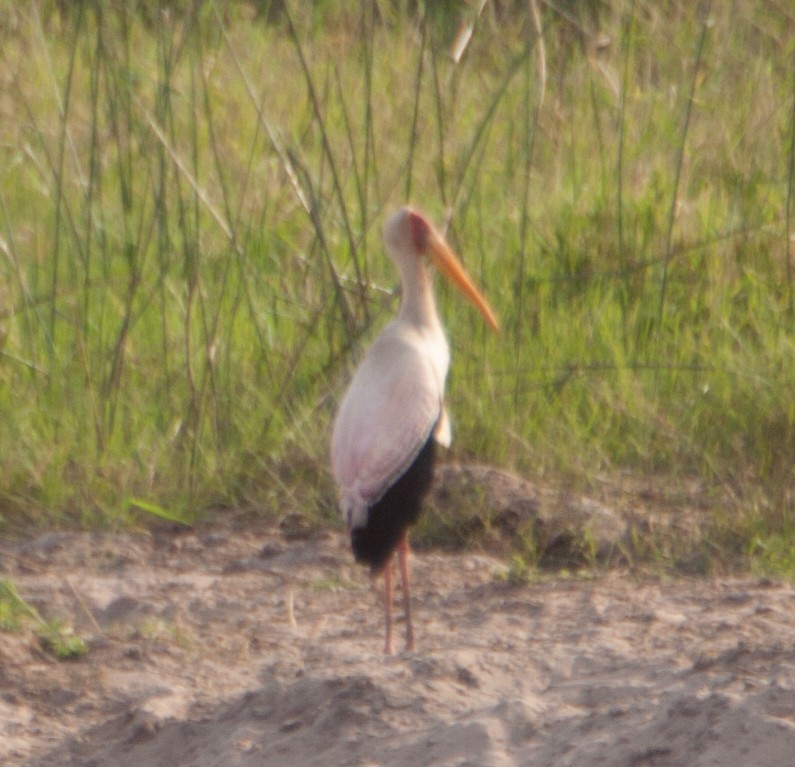 Yellow-billed Stork - José Martín