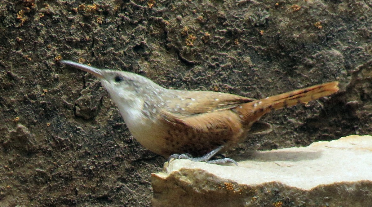 Canyon Wren - ML121153591