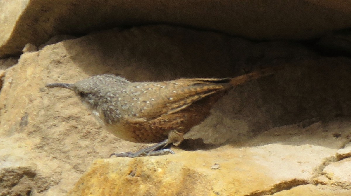 Canyon Wren - ML121153641