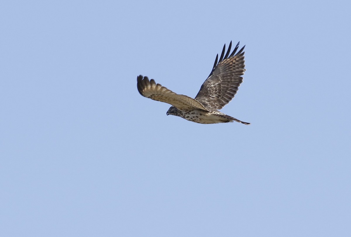 Red-shouldered Hawk - Phillip Odum