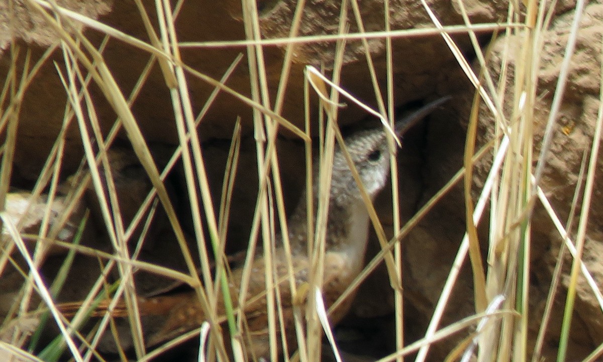 Canyon Wren - ML121153671
