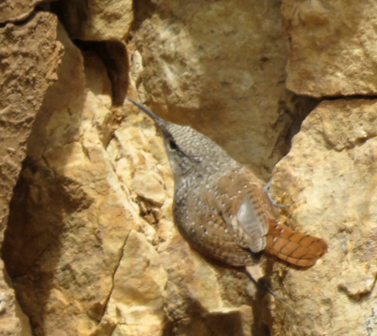 Canyon Wren - ML121153691