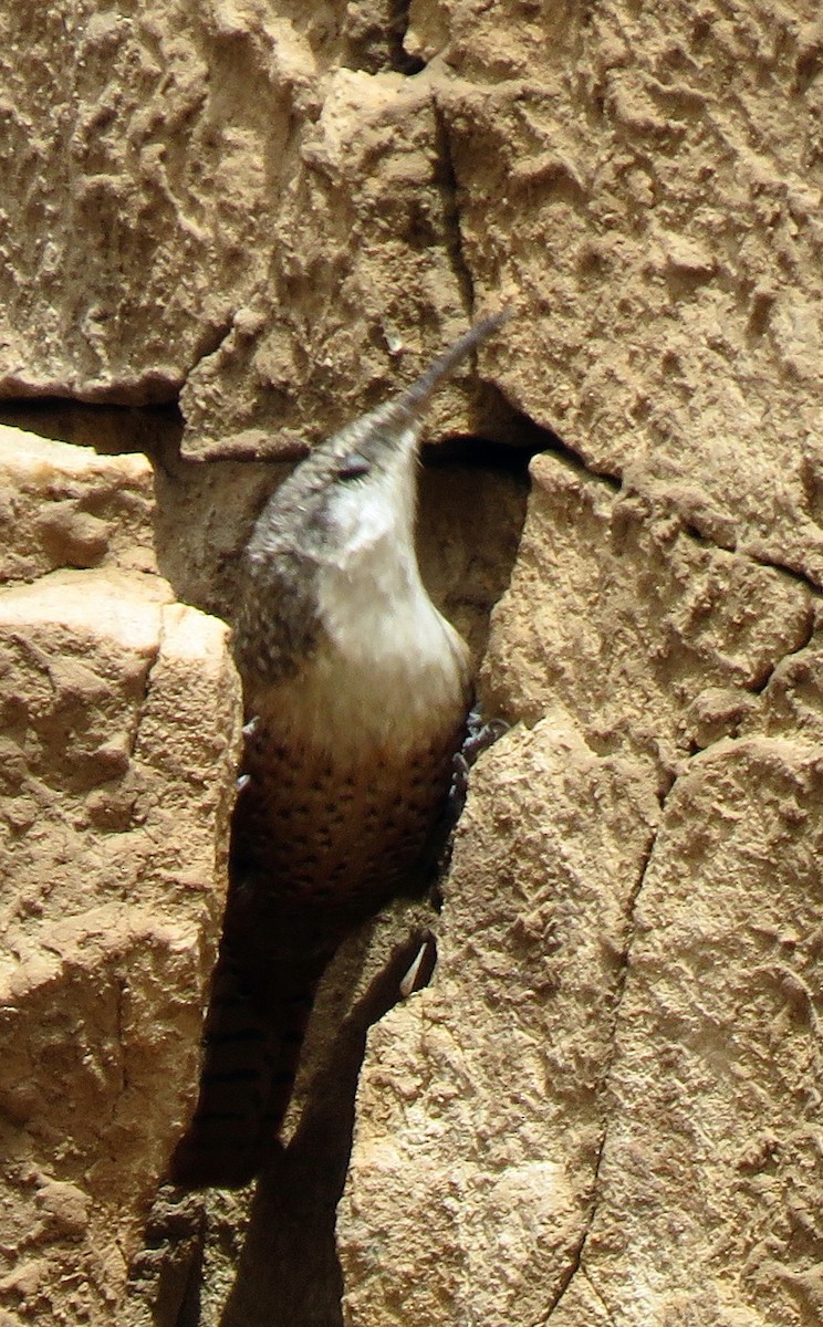 Canyon Wren - ML121153741