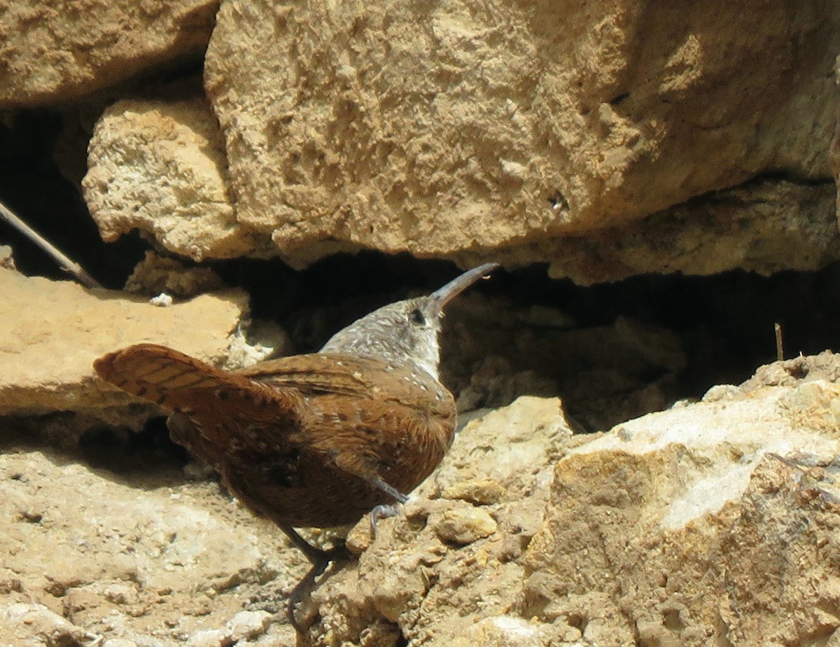 Canyon Wren - ML121153761