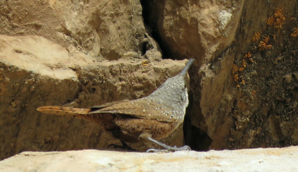 Canyon Wren - ML121153801