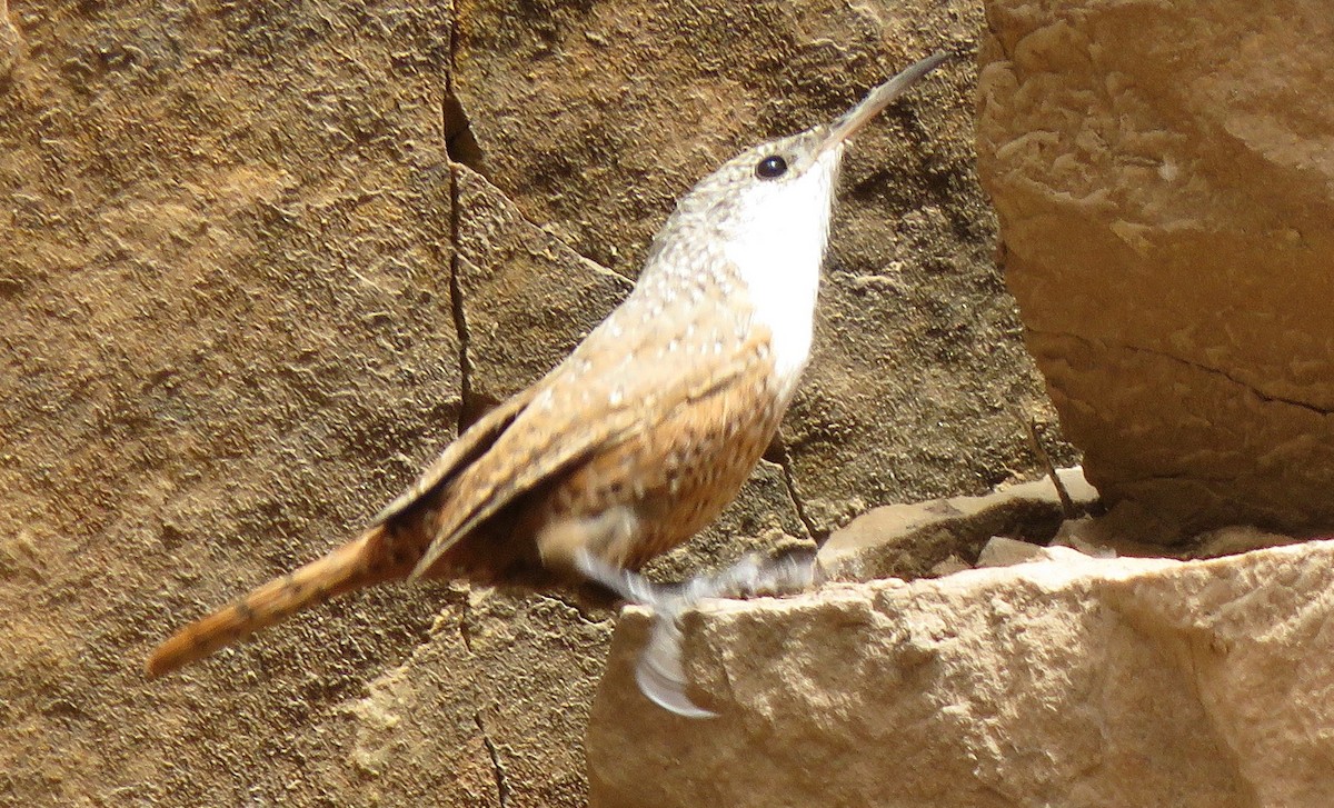 Canyon Wren - ML121153831