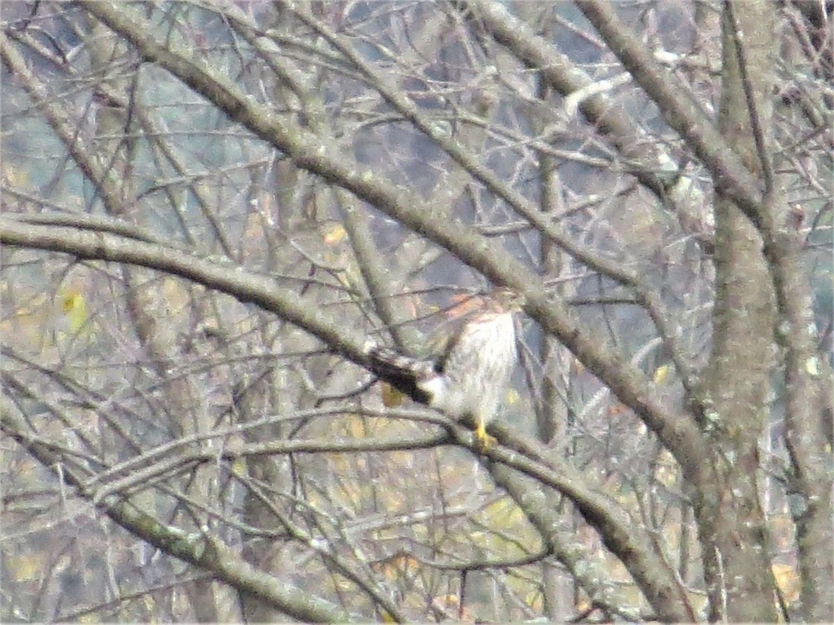 Cooper's Hawk - ML121153961