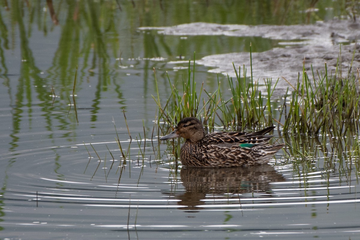 Green-winged Teal - Kelly and John Casey