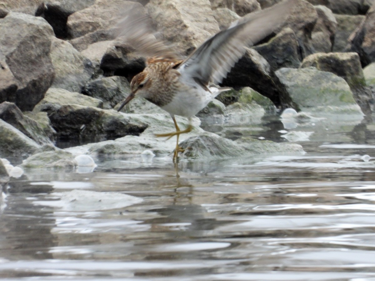 Pectoral Sandpiper - ML121154961