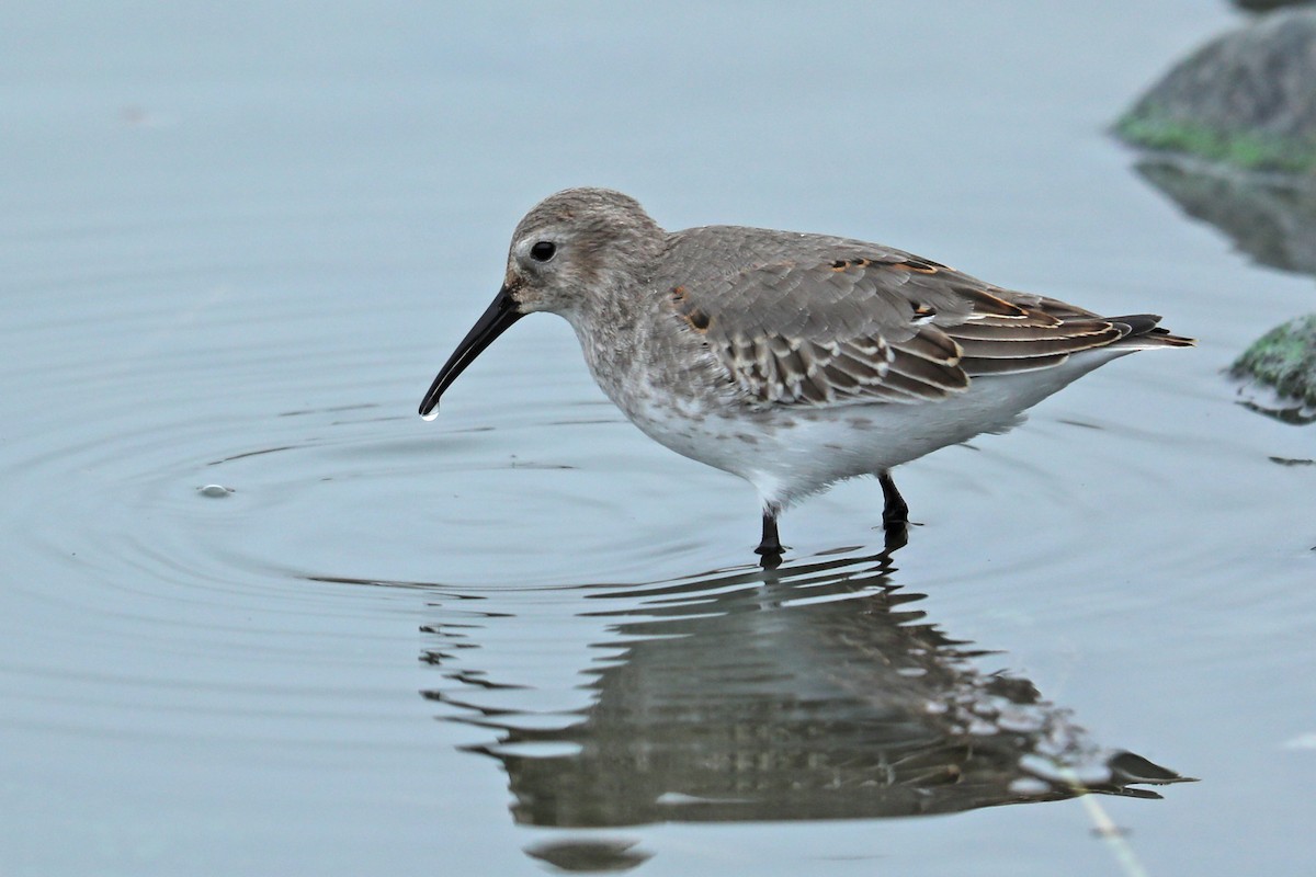 Dunlin - ML121155231