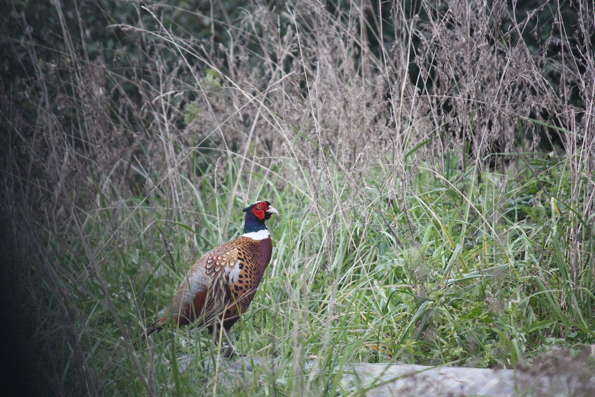 Зэрлэг гургуул - ML121155941