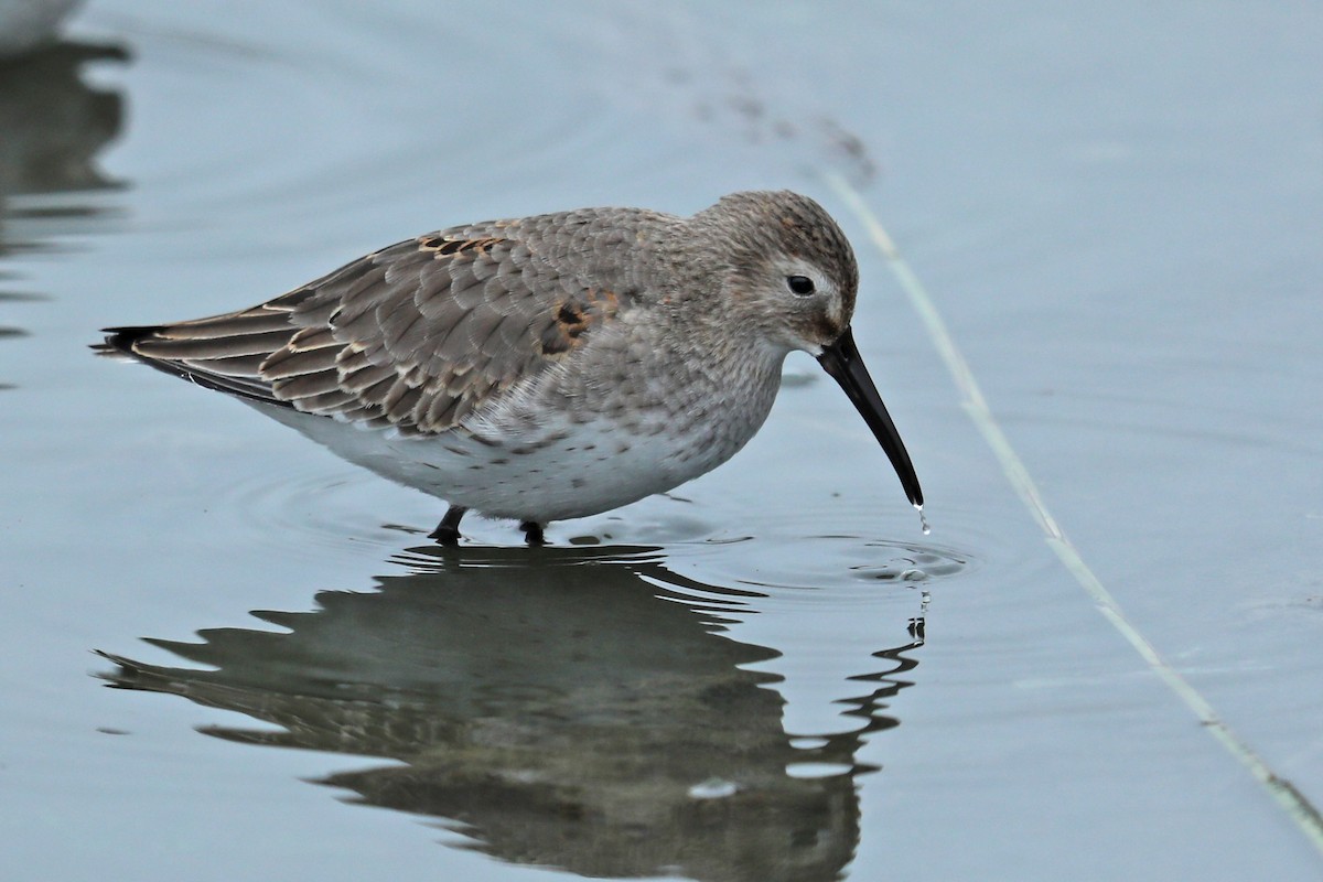 Dunlin - ML121156041