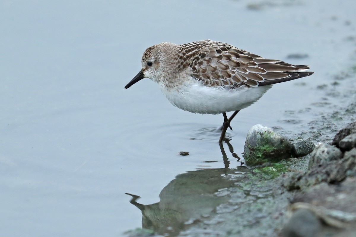 Semipalmated Sandpiper - ML121156451