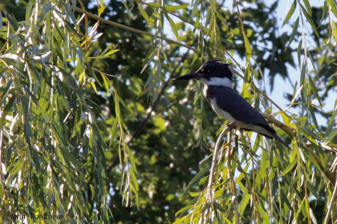 Belted Kingfisher - ML121156541