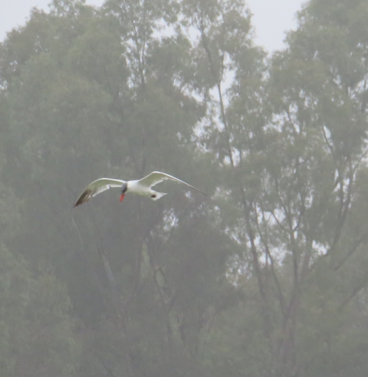 Caspian Tern - ML121157131