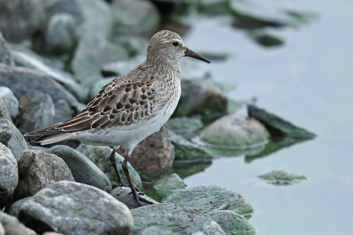 White-rumped Sandpiper - ML121157351