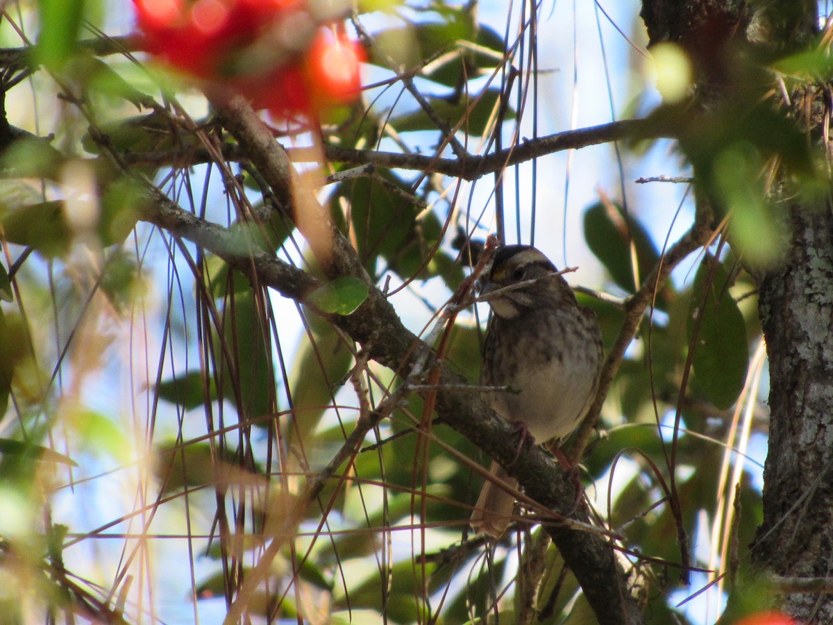 White-throated Sparrow - nicole-marie  pettinelli