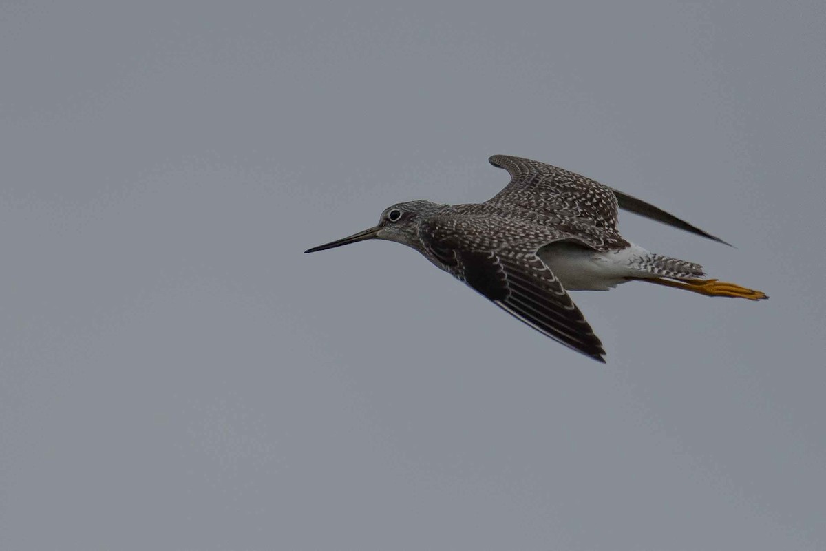 Greater Yellowlegs - ML121158321