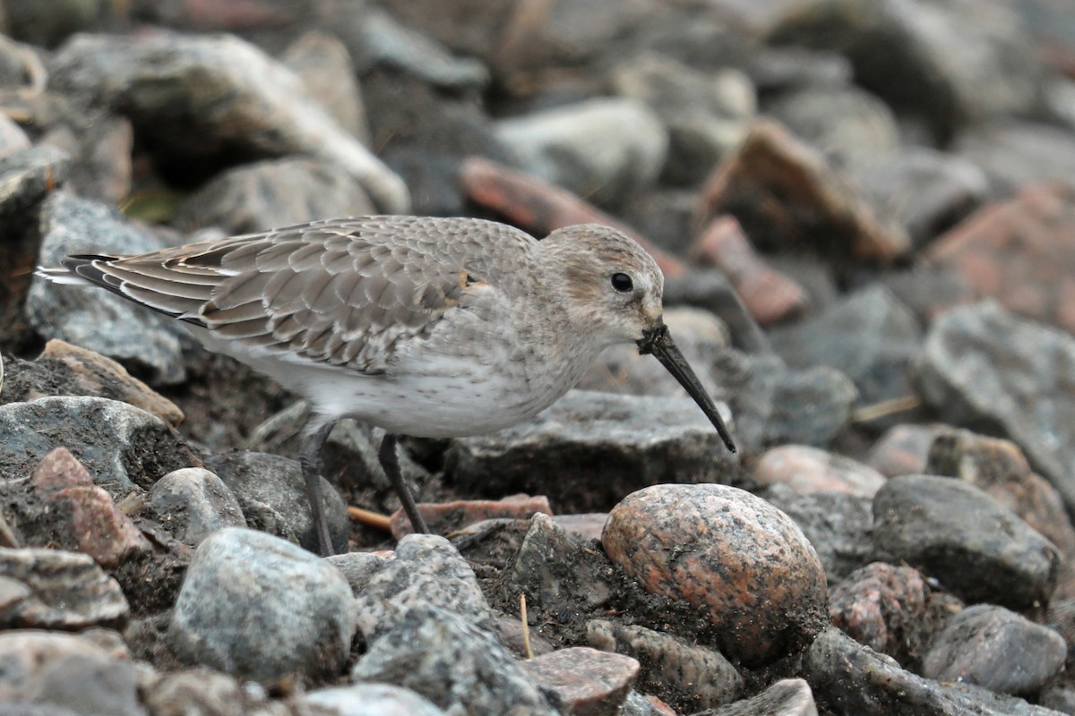 Alpenstrandläufer - ML121159131