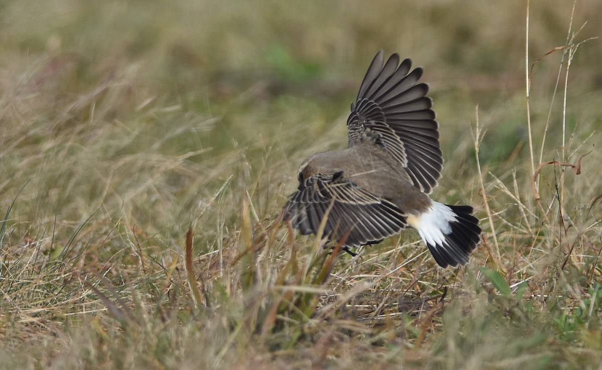 Northern Wheatear - ML121159361