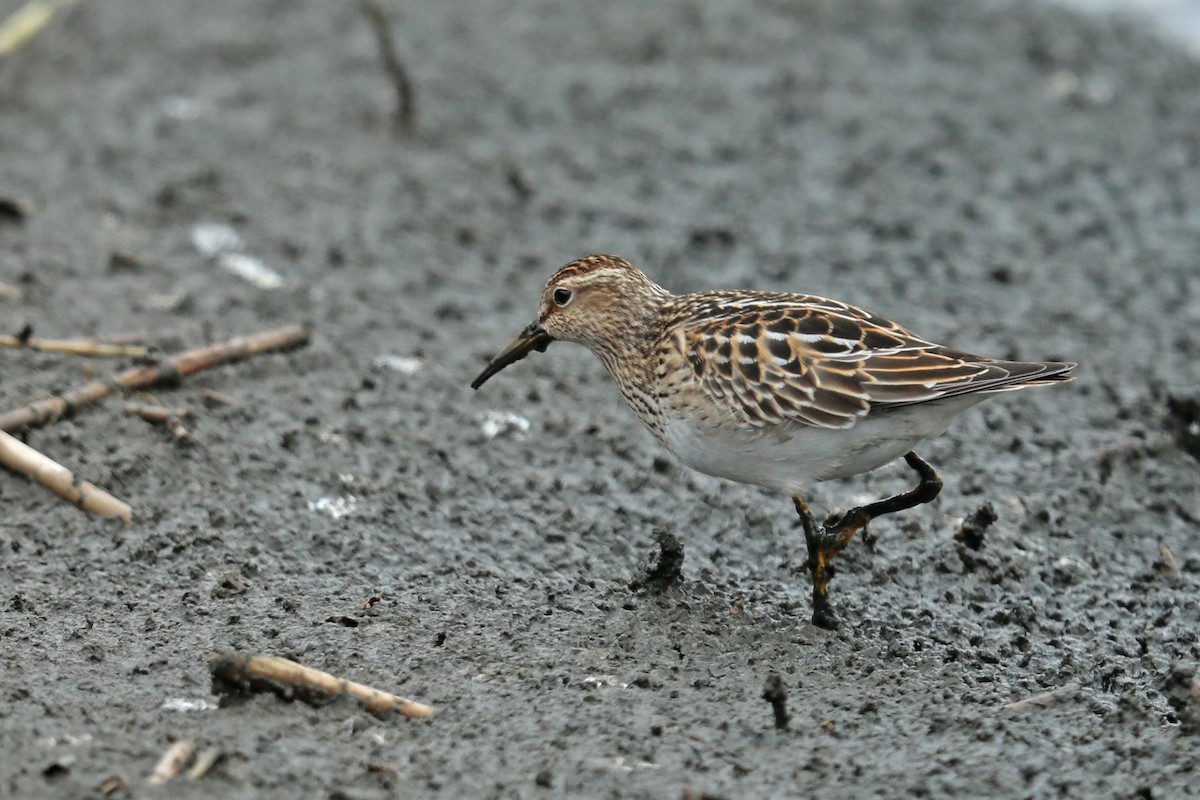 Graubrust-Strandläufer - ML121159781