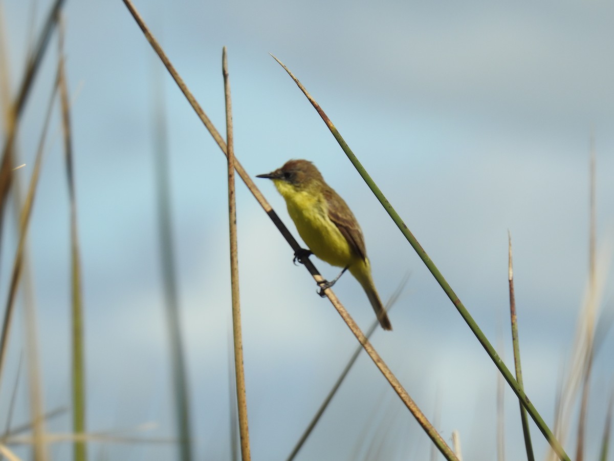 Warbling Doradito - ML121160571