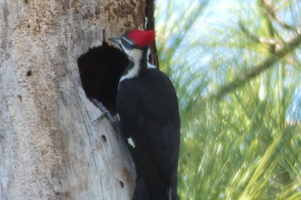 Pileated Woodpecker - Sue Murphy