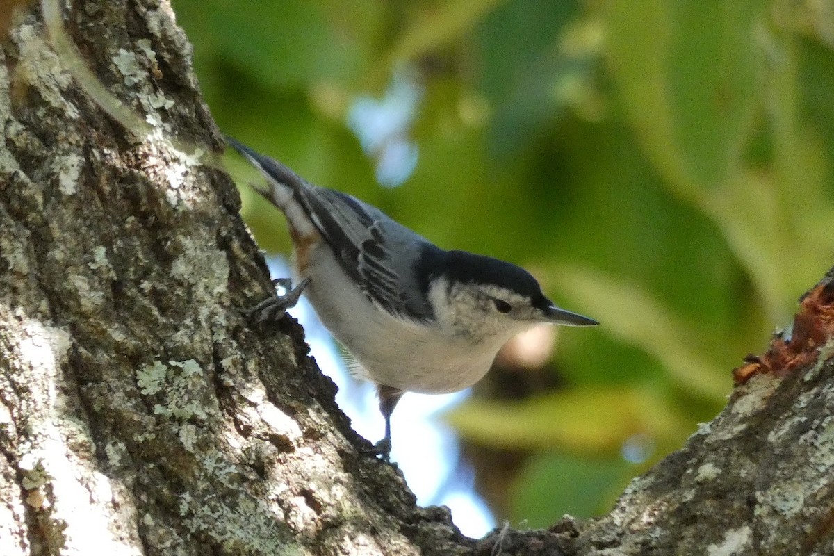 White-breasted Nuthatch - Sue Murphy